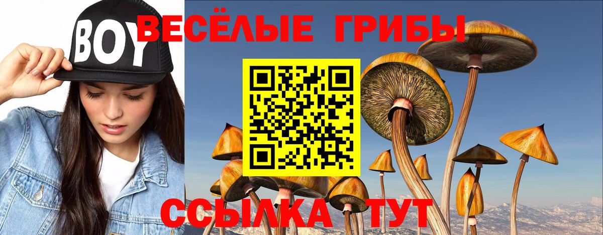 Псилоцибиновые грибы Cubensis  Вход с VPN  Мценск 
